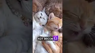 выбирай котика по гороскопу 
