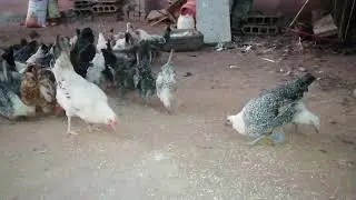 متعة رائعة مع تربية الدجاج الفيومي