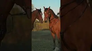 🍁Autumn horse 🐎 riding with a sunset, part 2 🍂