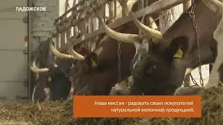 Компания ООО «Ладожское» - молочная ферма, расположенная в Республике Карелия