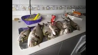 Pesca de doradas en la Bahía de Cádiz, 27 de agosto de 2021