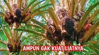 DUMPY DAN TOPAZ !!! ROTASI 10HARI LUAS LAHAN 16 HEKTAR HASIL 40TON