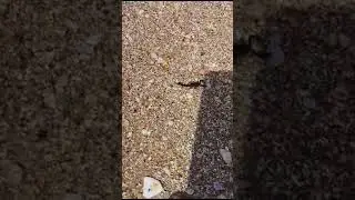 Escorpião na praia 🦂🦂🦂