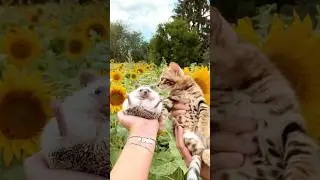 #lovely #animals #love #funnyshorts #funny #shortvideo #shorts #foryou #fyp