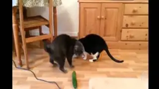 Коты и опасные огурцы