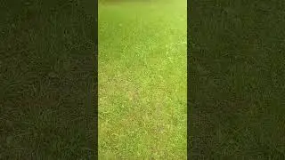 ❗Шампиньон пришёл в город❗ 