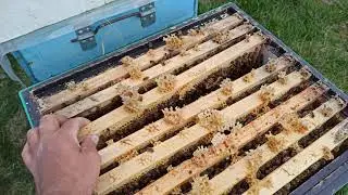 Срочно расширяем пчёл, ставим вощину, ставим магазины
