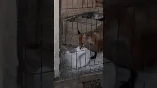 Хаски  и Лис!Бой