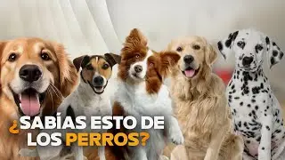 ¿Por qué los perros se comen la caca? 💩