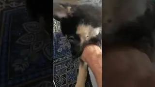 උදේ පාන්දර මෙයා දෙන වදේ 😘#animals #dog #puppy