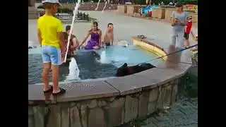 Медведь купается в фонтане в центре города