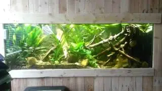 exodon paradoxus tank