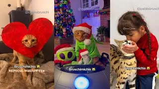 BRUSCHIMICHIS | 11 Horas De Gatos Tan Graciosos Que No Podrás Parar De Reír