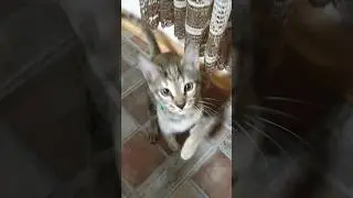 ЖИЗНЬ КОШКИ В НАШЕЙ СЕМЬЕ. ЗНАКОМСТВО С ПРОТИВОБЛОШИННЫМ ОШЕЙНИКОМ. #cat #кошки #cats #здоровье