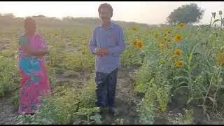 Bengalgramm Crop and Intercrop Sunflower crop