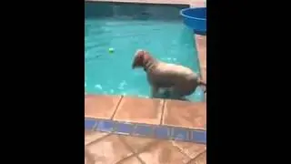 O cachorro mais inteligente do mundo