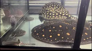 Рождение малышей скатов
