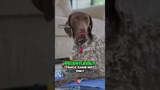 Top 10 Coonhound Breeds for Expert Game Tracking