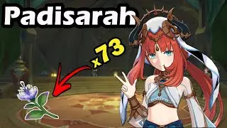 Rota de farm Padisarah - Genshin Impact