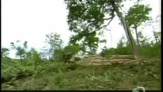 tree huggers on american loggers