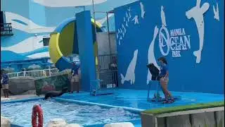 Watching a seal show part 4