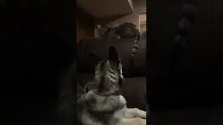 Never mess with the cat!