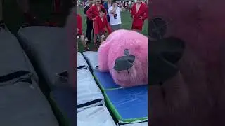 Жёсткая борьба двух медведей! Бурый и Розовый мишка. Кто окажется сильнейшим?