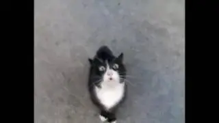 Cat allah akbar!