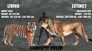 Animal Comparison | Extinct vs Living