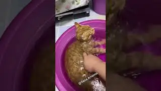 haa when the cat does not want to bathe and swim