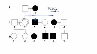 Pedigrí | Khan Academy en Español