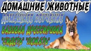 Домашнее обучение, базовая дрессировка сидеть и лежать.
