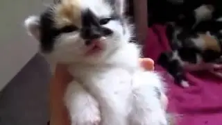 Очень сладенький котик малыш