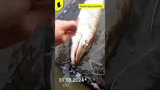 Щука монстр на спиннинг #прорыбалку #рыбалкавидео #рыбалка #джиг #речныемонстры #2024