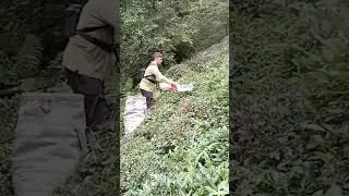 motern cay hasadına gecdik
