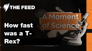 How fast was a T-Rex? | A Moment of Science | SBS The Feed
