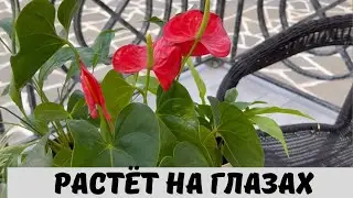 Растение Растёт на Глазах, Помогает Мужскому и Женскому Счастью