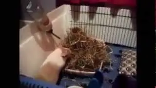 How to litter train guinea pigs