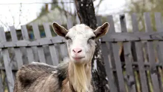 Мир животных. Забавные домашние козы=))))