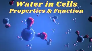 Biological significance of water Molecule