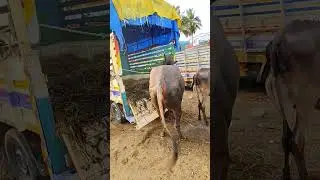 குந்தாரப்பள்ளி மாட்டு சந்தை 🥰 