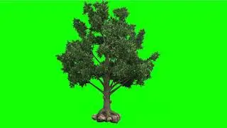 green screen tree with wind