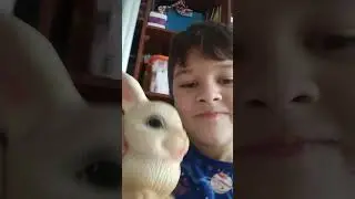 возвращение мишки тв