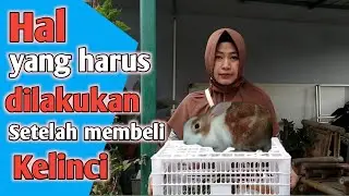 Tips agar tidak mudah mati setelah membeli kelinci