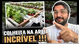 Colheita de Alface Americana e Rabanete na Hidroponia na areia 😃🙏🌱