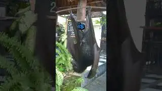 Huge Bat Attacks Old Man😥 