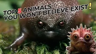 5 Extraordinary Animals with Astonishing Superpowers You Cannot Ignore #facts #animals #superpower