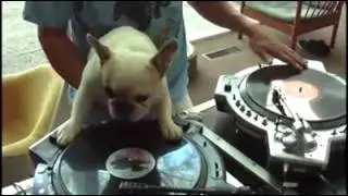 amazing dog DJ