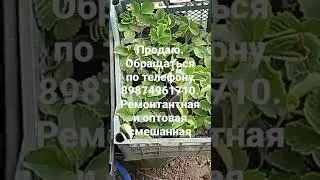 продаю клубнику и землянику 2 раза дает плоды.