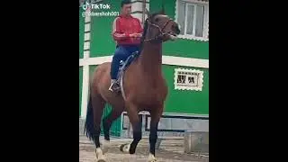 ноокат бостон